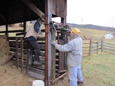 Dehorning Cows and Trimming Cows' Feet Image